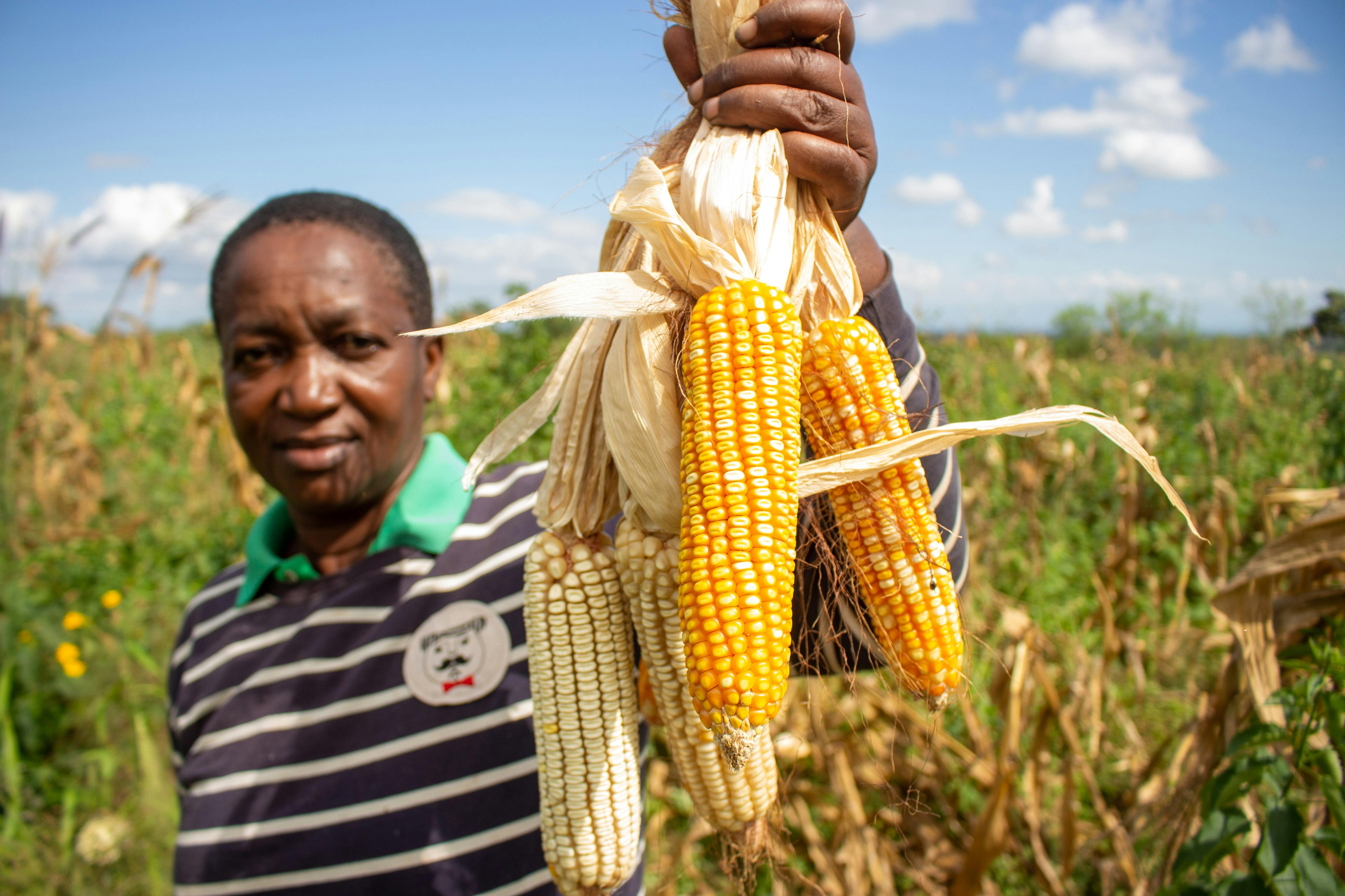 AFRICAN AGRIBUSINESS: Data driven framing initiatives in Kenya records a triple win
