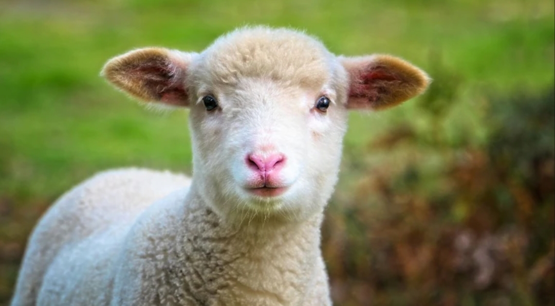 SKUAST-Kashmir Makes History: India’s First Gene-Edited Sheep Using CRISPR