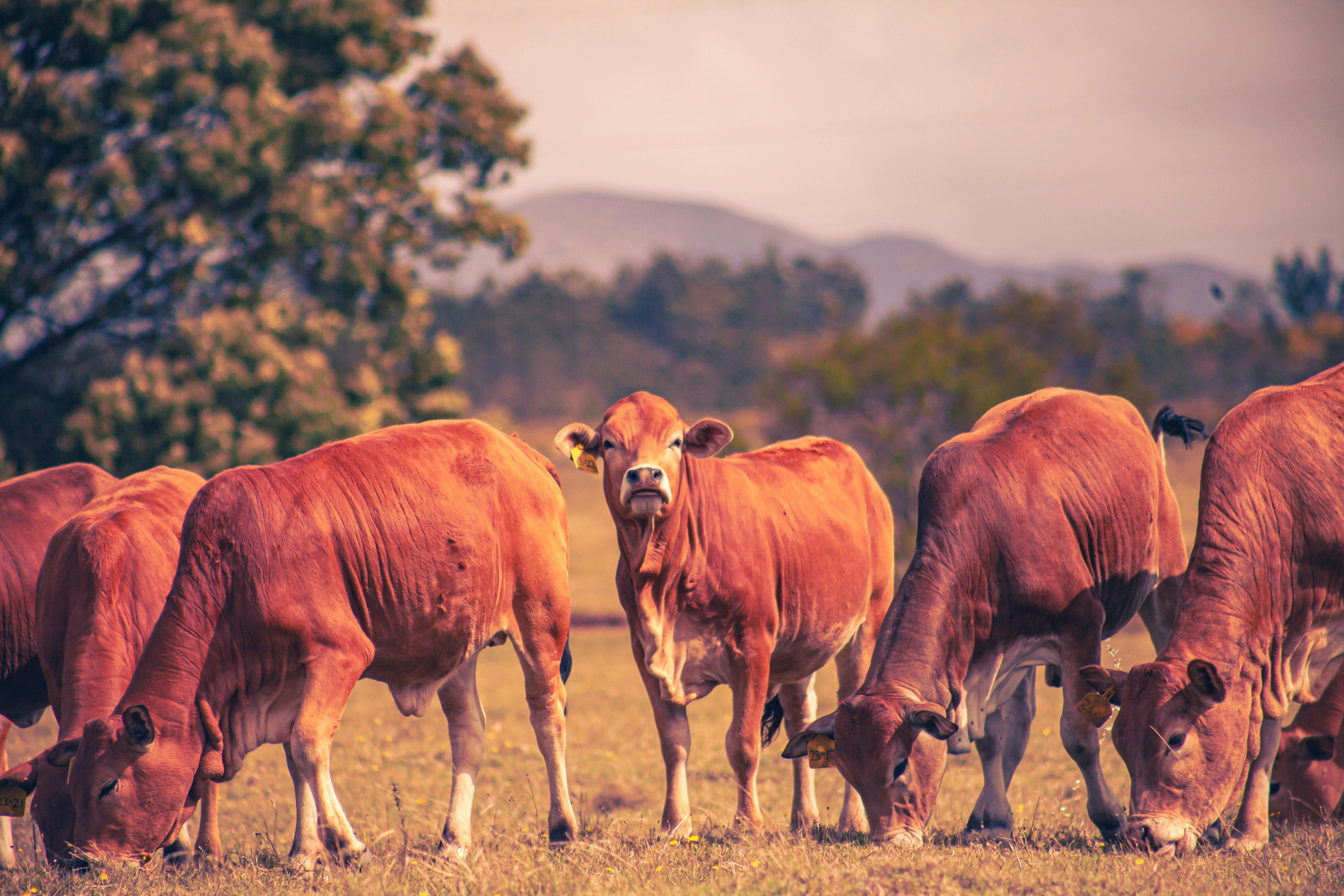 ILRI Joins $27M Global Initiative to Reduce Methane Emissions from Livestock  