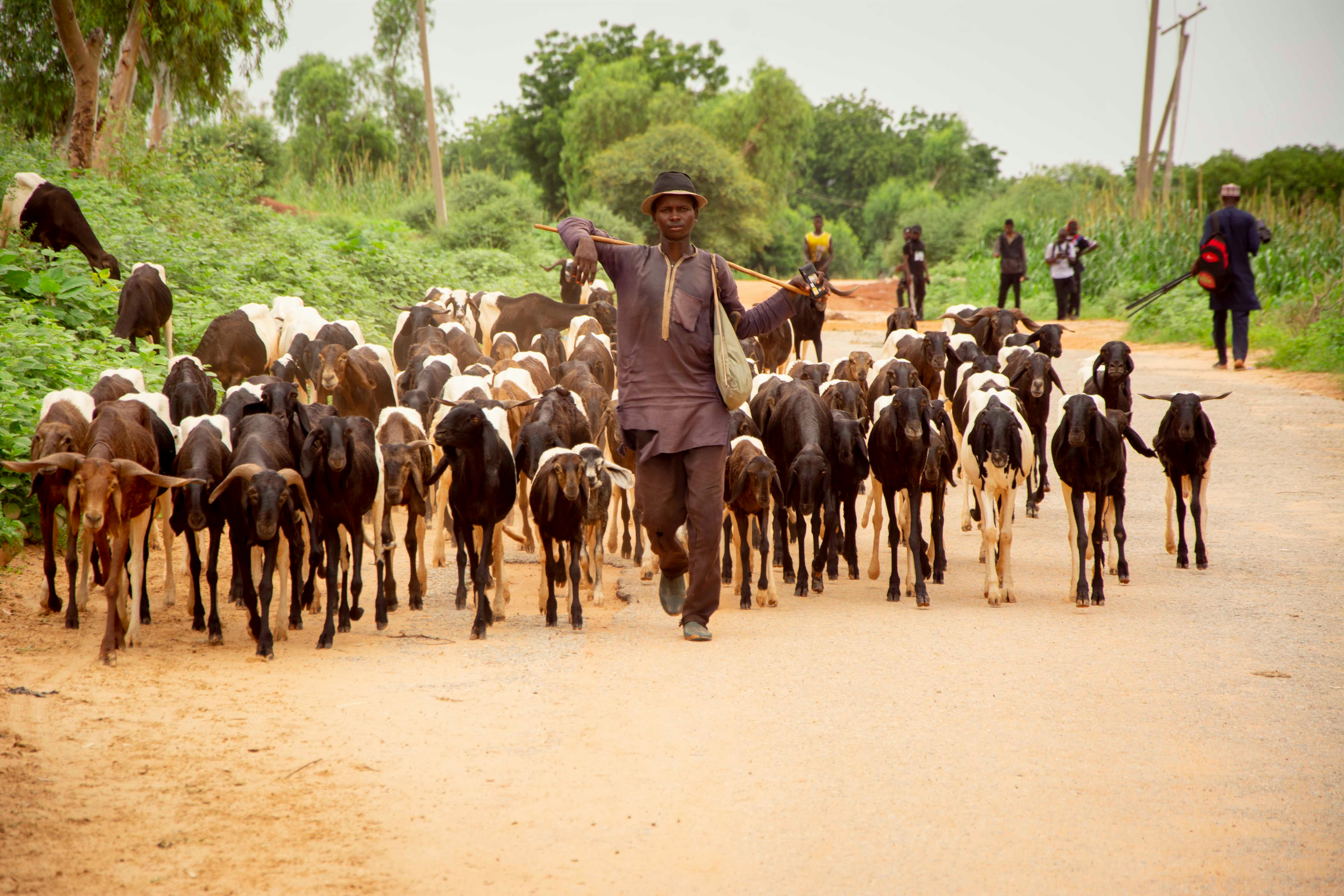 Africa’s Pastoralists: Guardians of Sustainable Livestock and Environmental Balance 
