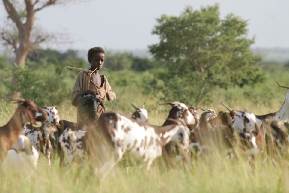 Lifting All Boats with a Heat-Tolerant and Cost-Effective Vaccine Against Goat Plague 