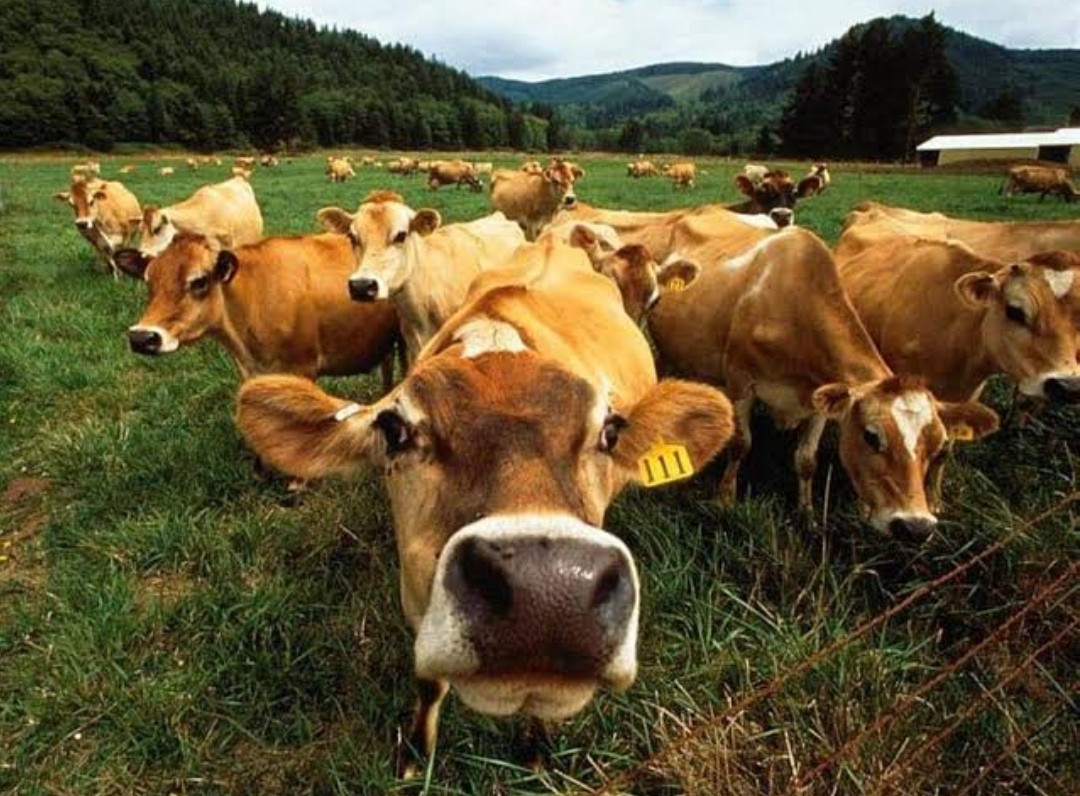 Livestock Are More Than Food: Multifunctional Roles in a Sustainable Bioeconomy