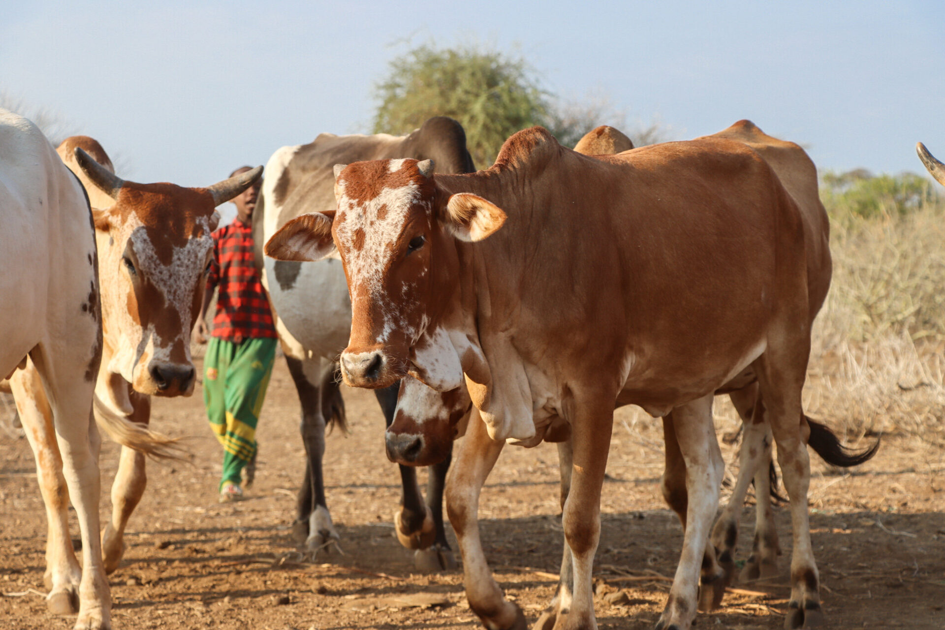 ILRI Collaborates with Kenyan Government to Combat Cattle Lung Disease