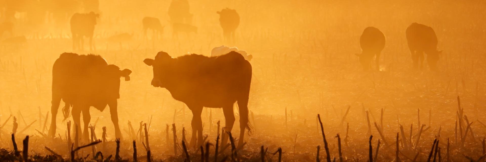 Unlocking Chad’s Livestock Potential: Turning Cattle into a Catalyst for Intra-African Trade