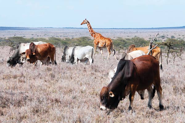 From fragility to resilience, the African livestock revolution begins with the choices we make today