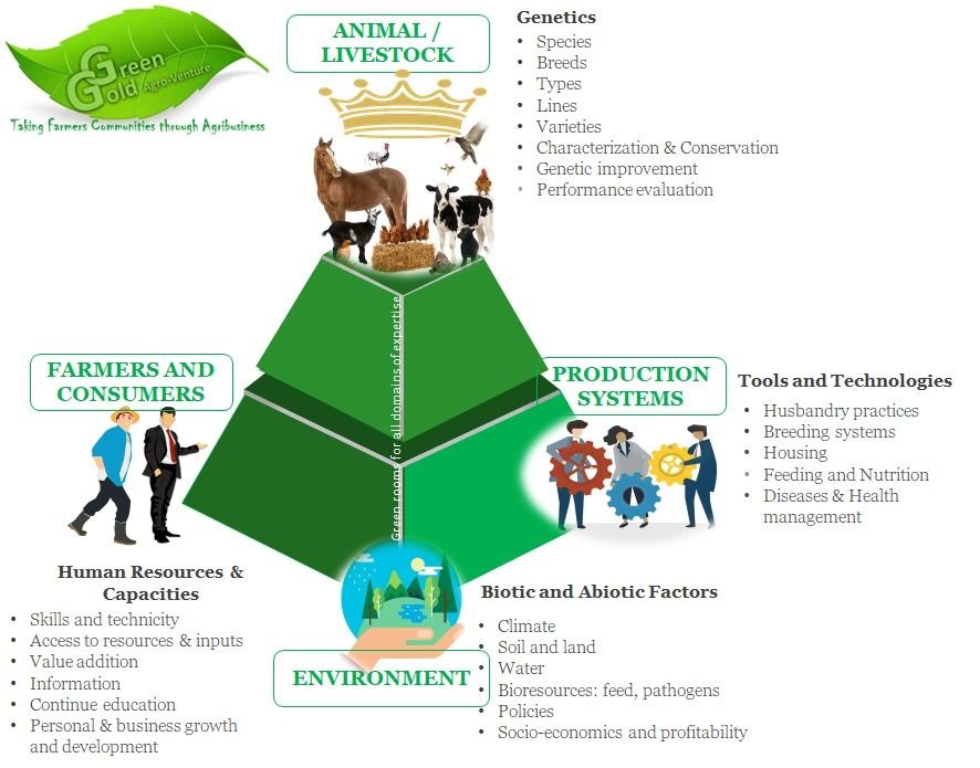The Livestock R&D Pyramid: A Farmer-Centric Framework for Impact
