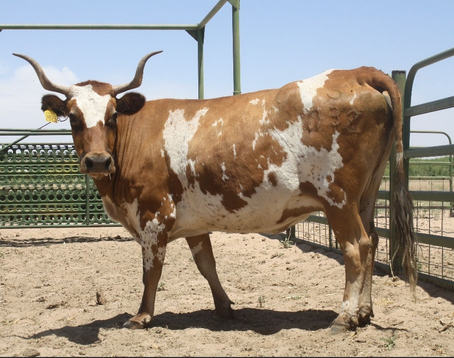 Global Policy Action for Indigenous Livestock Biodiversity (LIAnGRFA) 